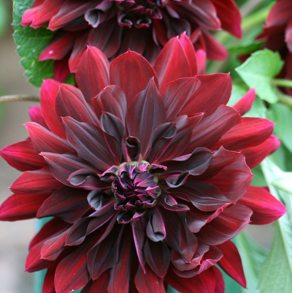 <i>Dahlia</i> 'Rip City'