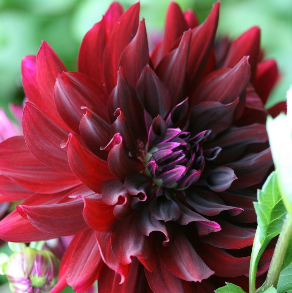 <i>Dahlia</i> 'Rip City'