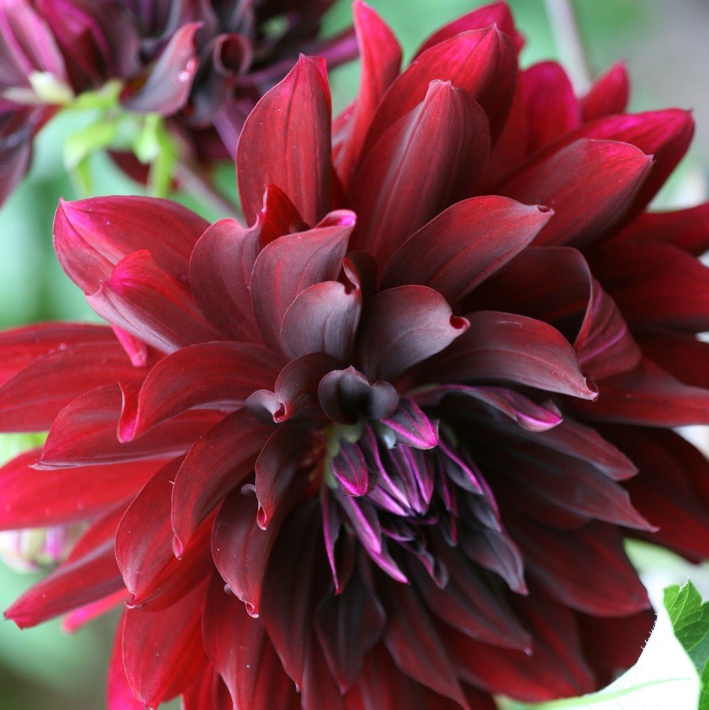 <i>Dahlia</i> 'Rip City'