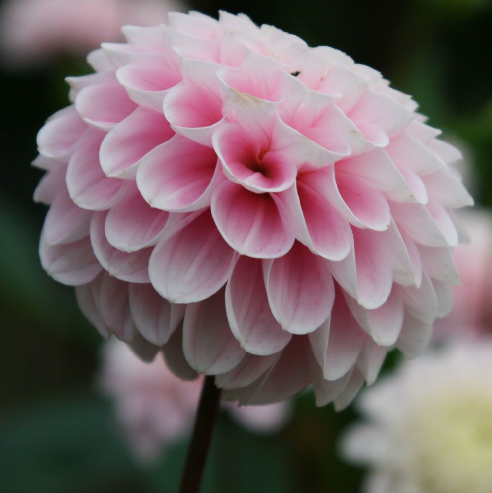 <i>Dahlia</i> 'Wizard of Oz'