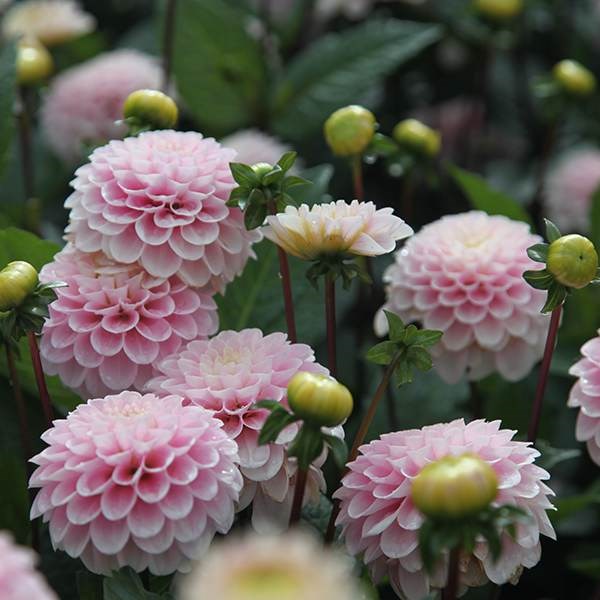 <i>Dahlia</i> 'Wizard of Oz'