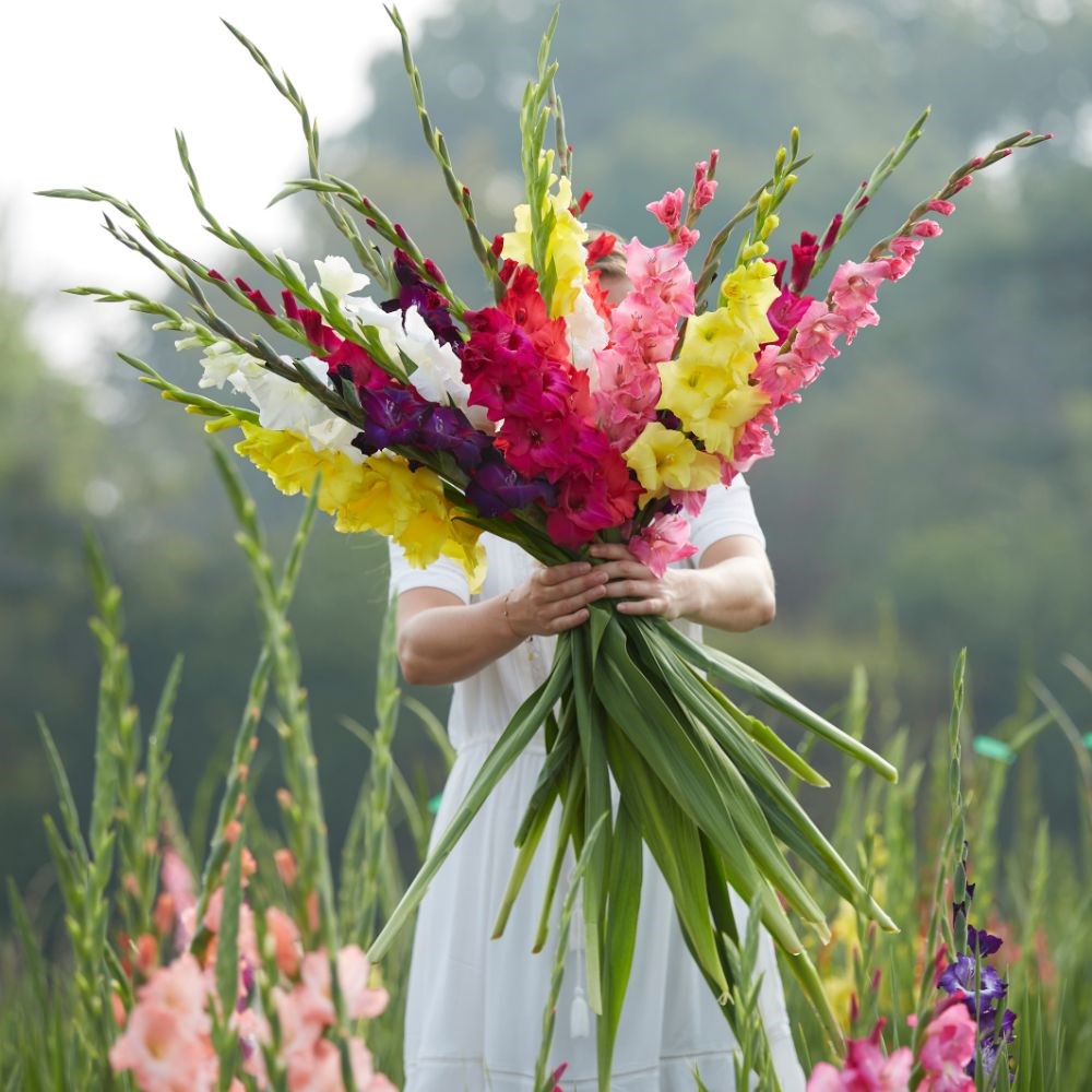 <i>Gladiolus</i> mixed colours