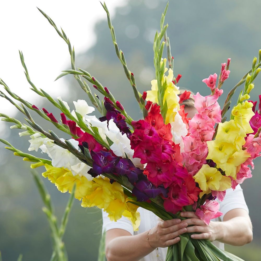 <i>Gladiolus</i> mixed colours