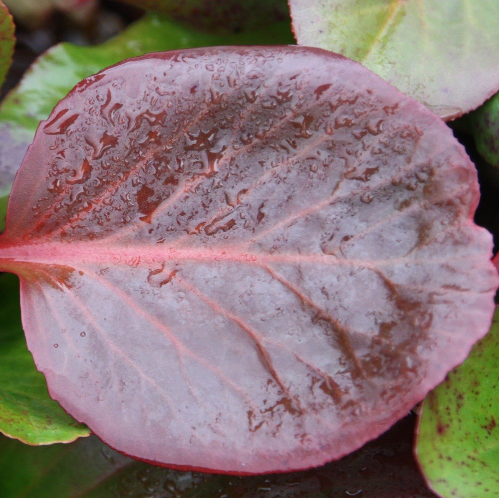 <i>Bergenia cordifolia</i> 'Purpurea'