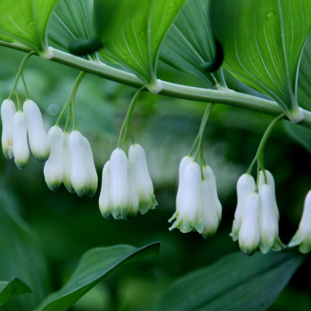 <i>Polygonatum</i> × <i>hybridum</i>