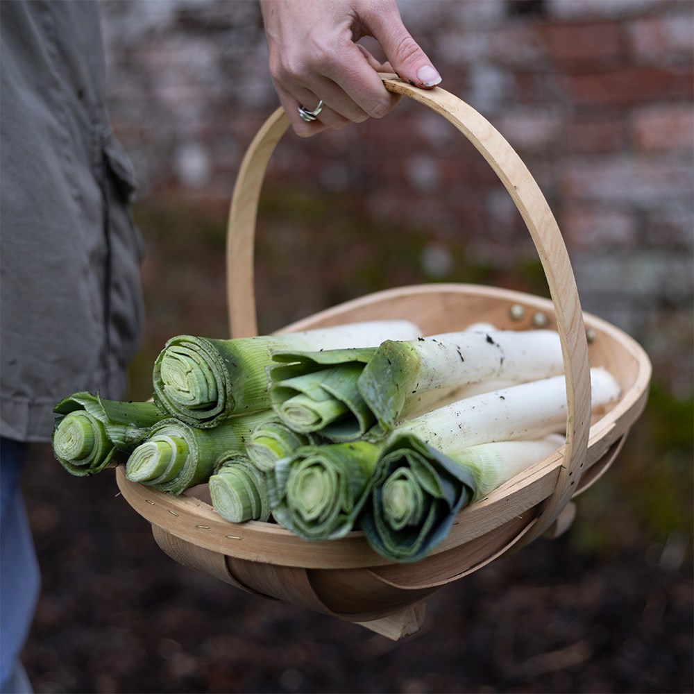 leek 'Lyon'