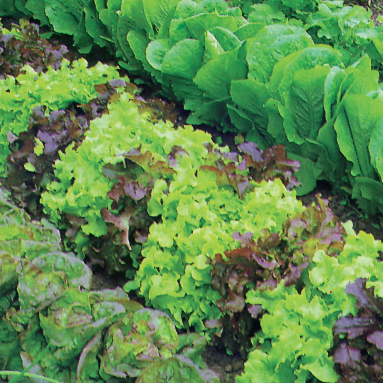 lettuce 'Mixed'