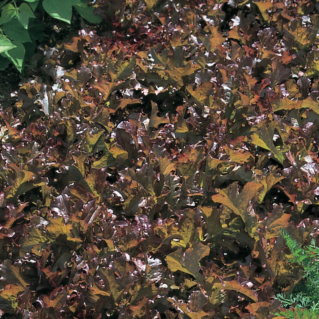 lettuce (cut and come again) 'Red Salad Bowl'