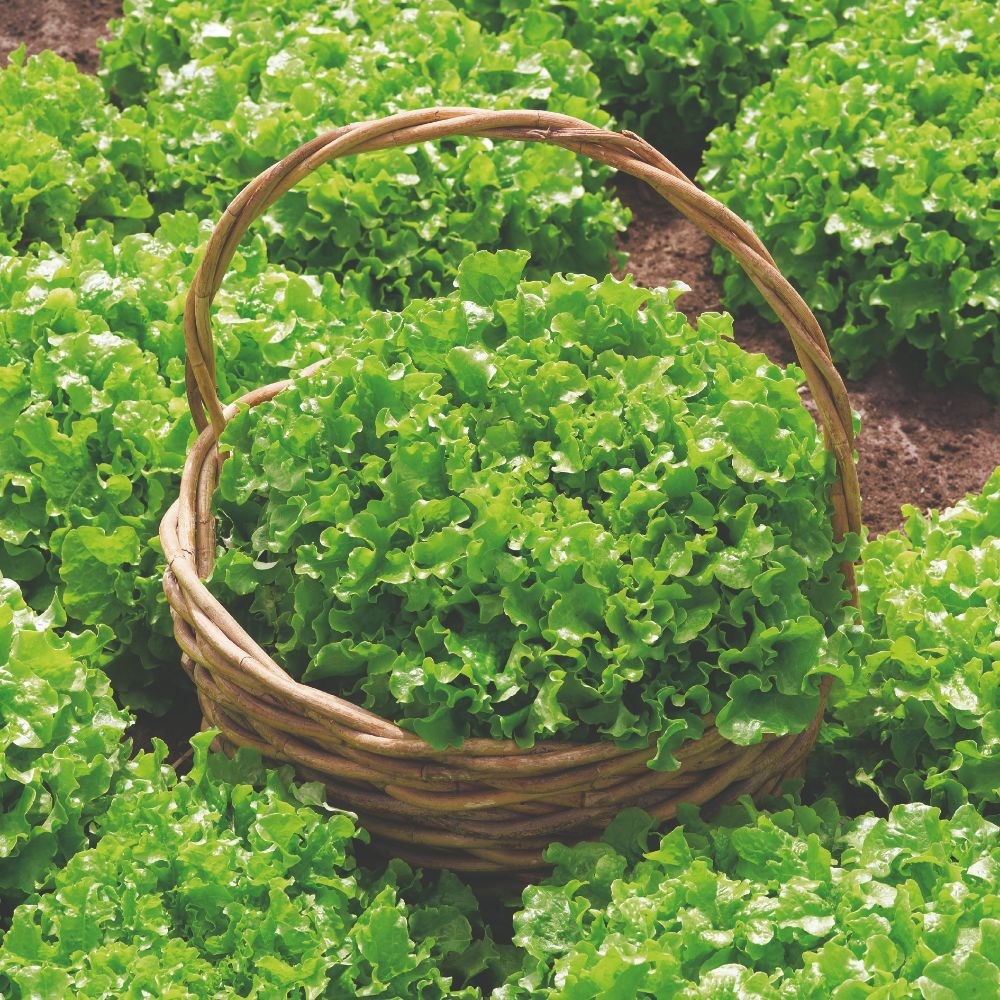 lettuce (cut and come again) 'Salad Bowl'