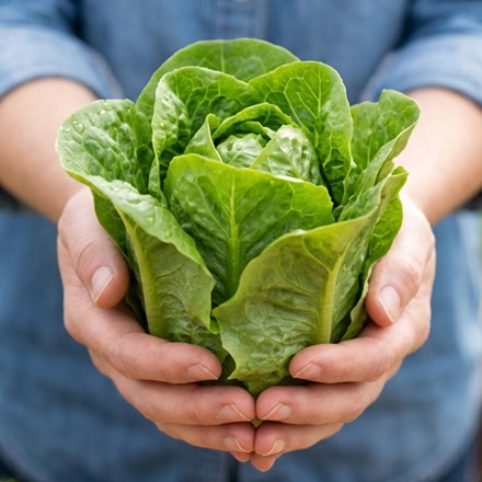 lettuce (cos) 'Little Gem'
