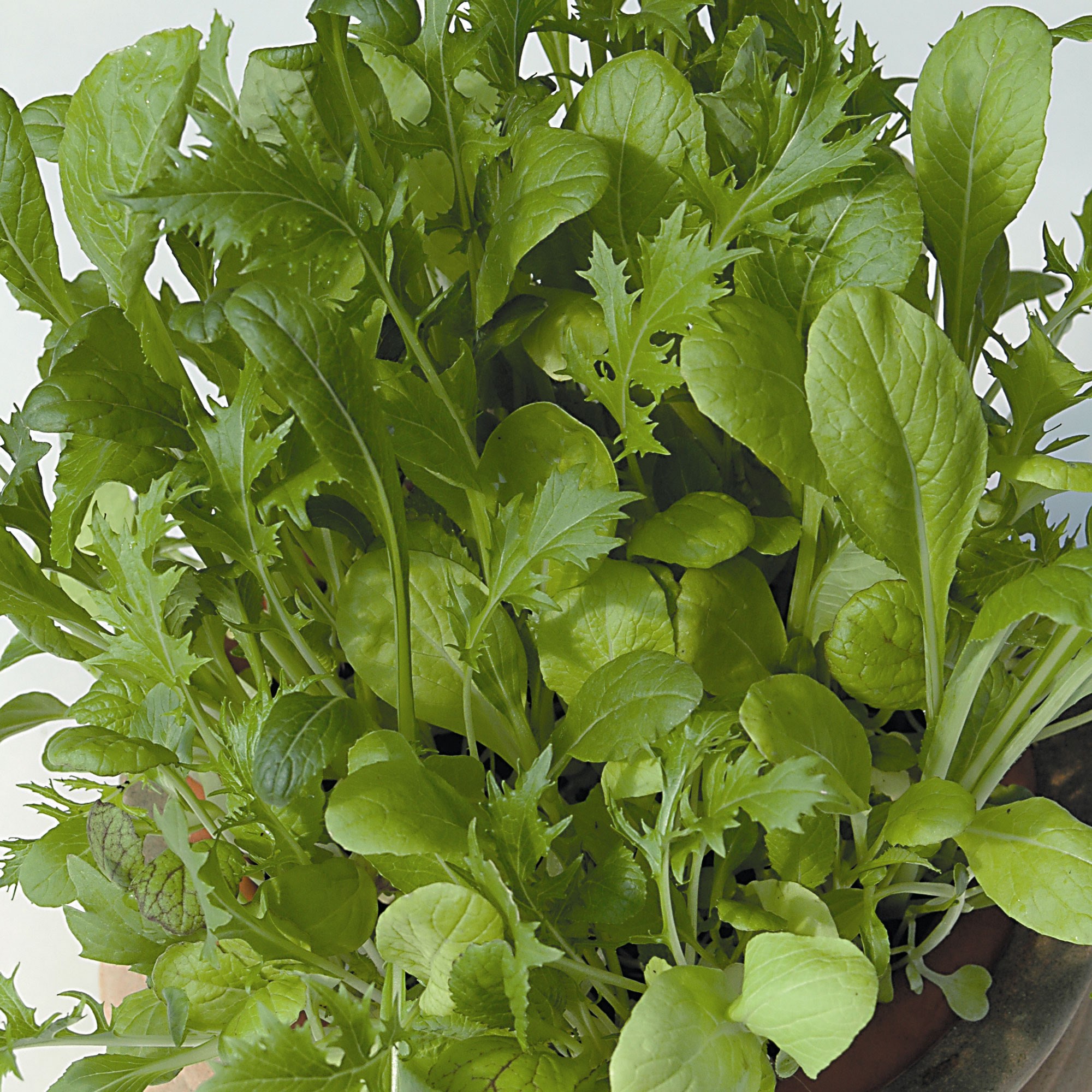 mixed oriental leaves
