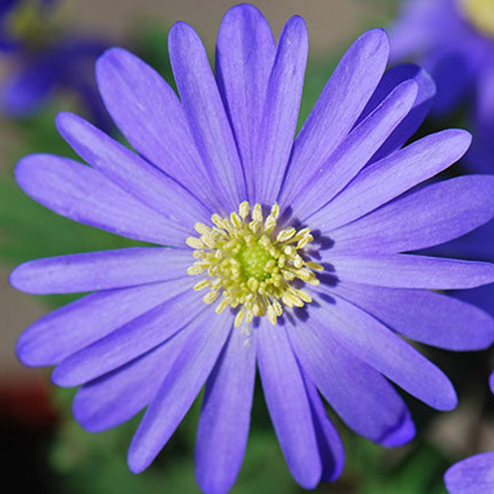 <i>Anemone blanda</i> <b>blue-flowered</b>