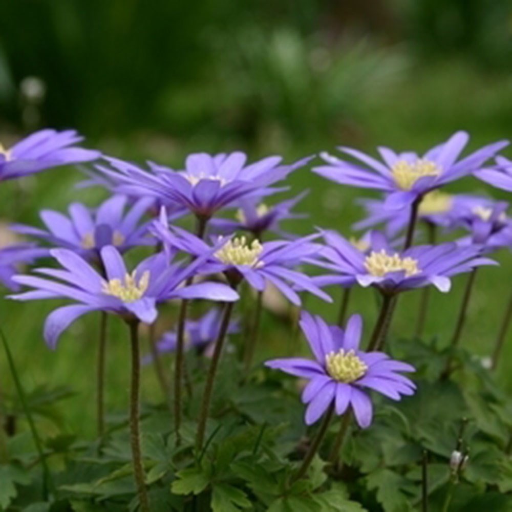 <i>Anemone blanda</i> <b>blue-flowered</b>