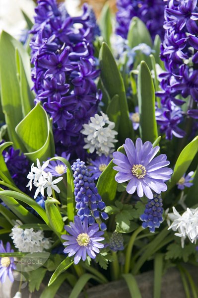 <i>Anemone blanda</i> <b>blue-flowered</b>