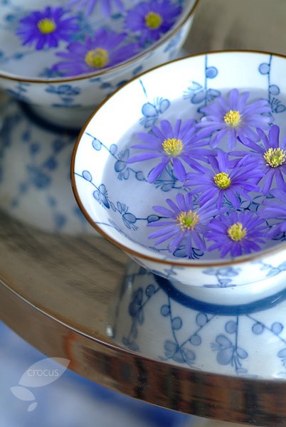 <i>Anemone blanda</i> <b>blue-flowered</b>