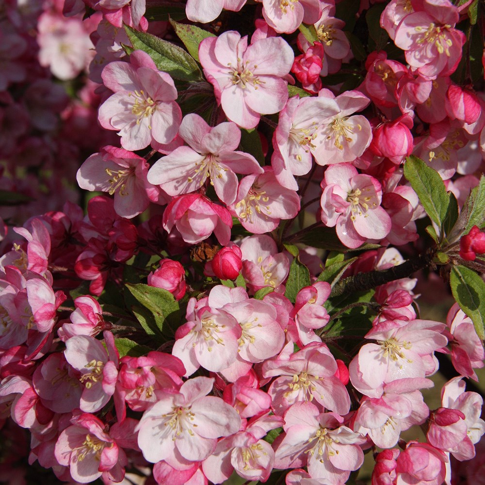 <i>Malus</i> <b class=small-caps>Coralburst</b> ('Coralcole')