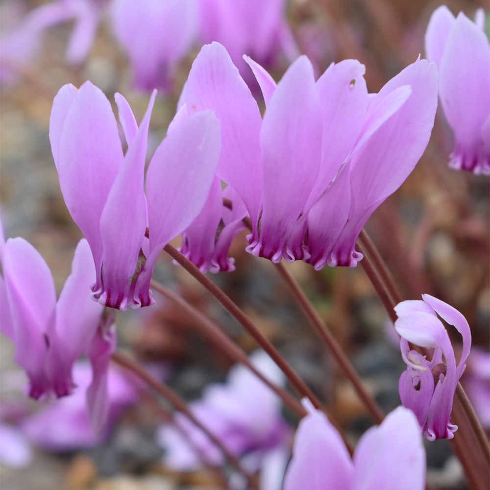 <i>Cyclamen hederifolium</i> 
