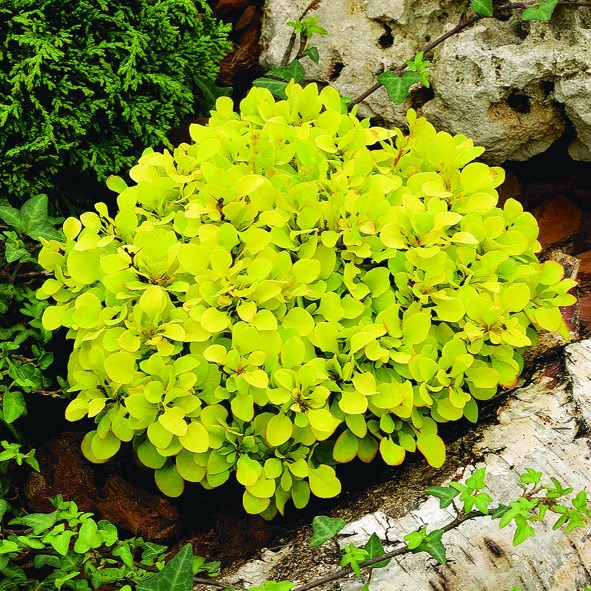 <i>Berberis thunbergii</I> 'Tiny Gold' (PBR)