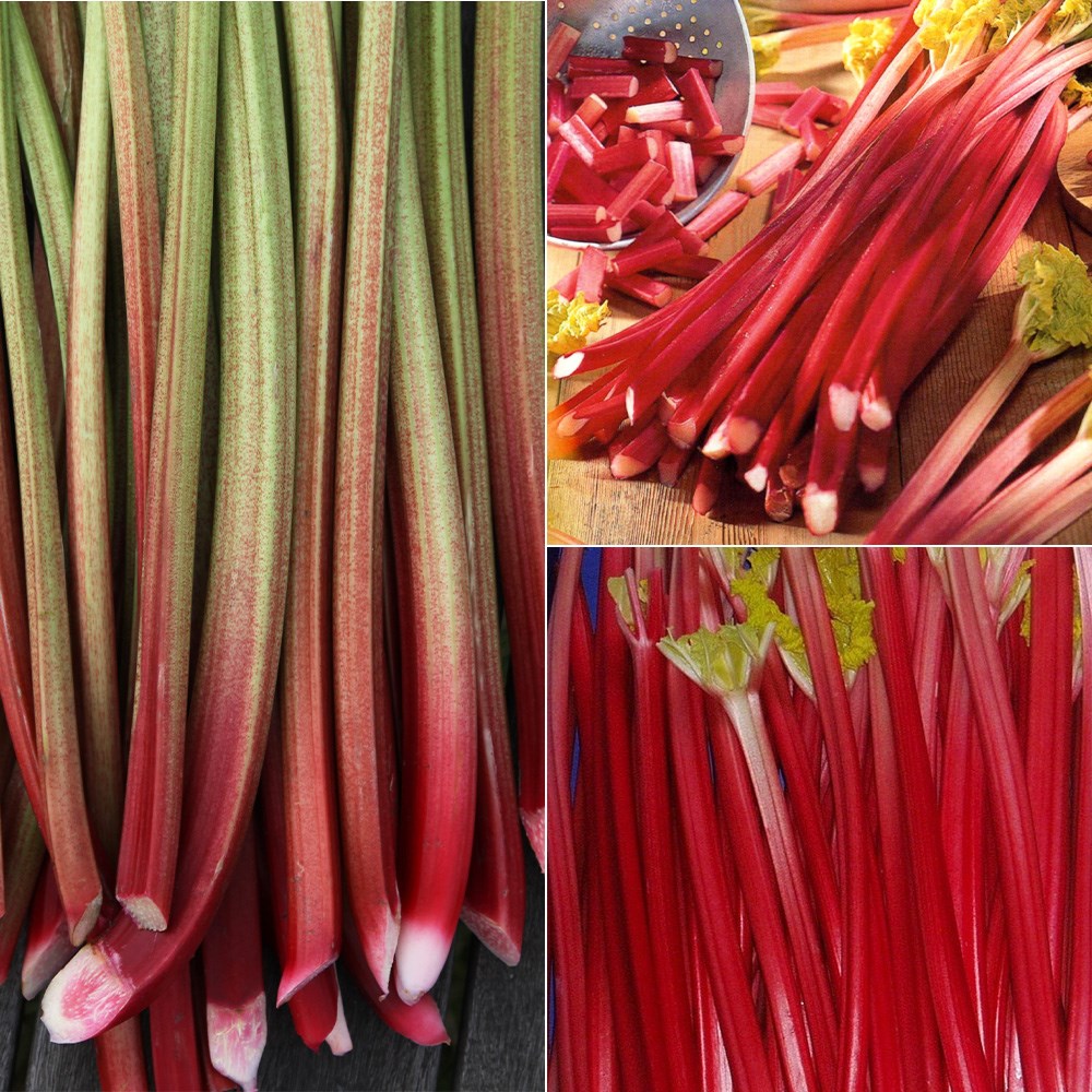 Three colours red rhubarb collection