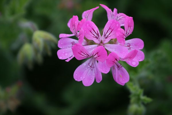 <i>Pelargonium</i> 'Pink Capricorn'