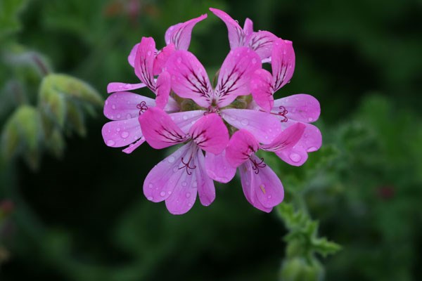 <i>Pelargonium</i> 'Pink Capricorn'