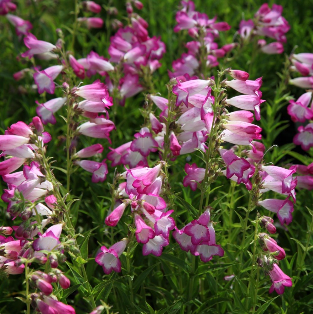 <i>Penstemon</i> 'Pensham Laura' (Pensham Series)