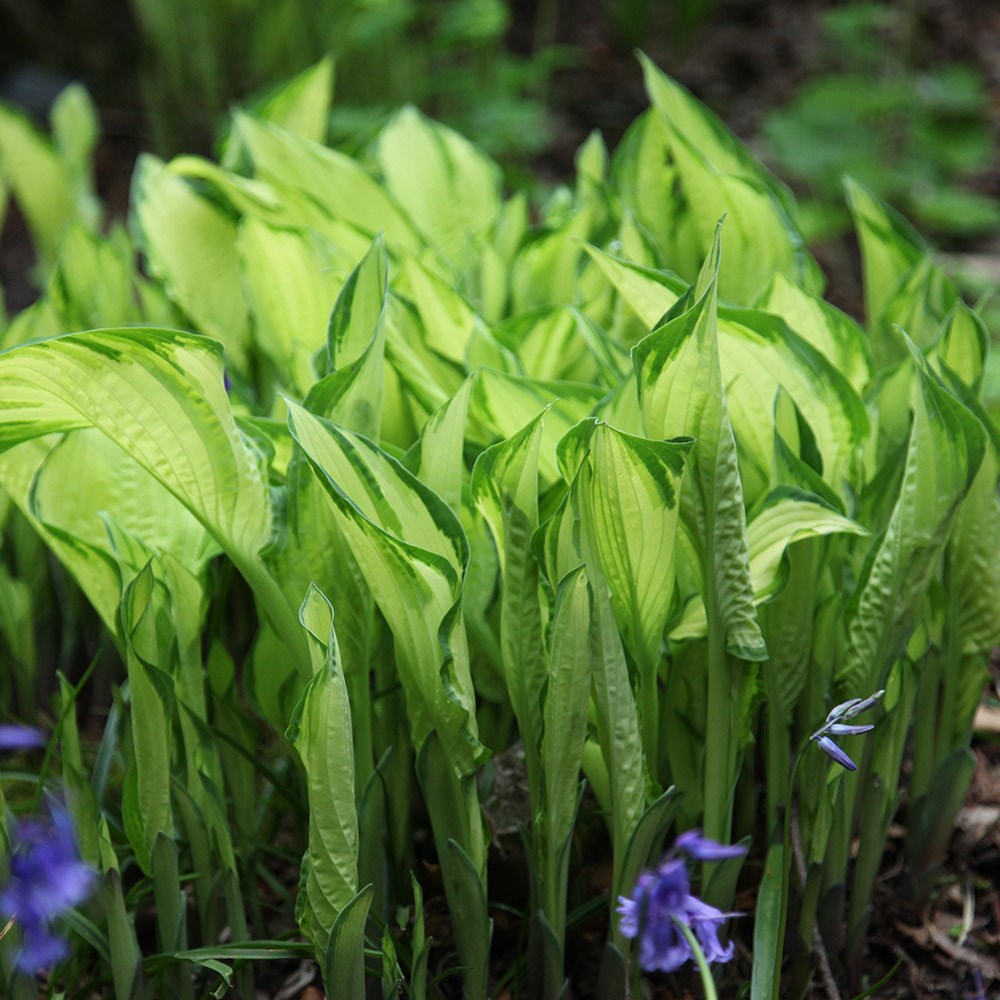 <i>Hosta fortunei</i> var. <i>albopicta</i>