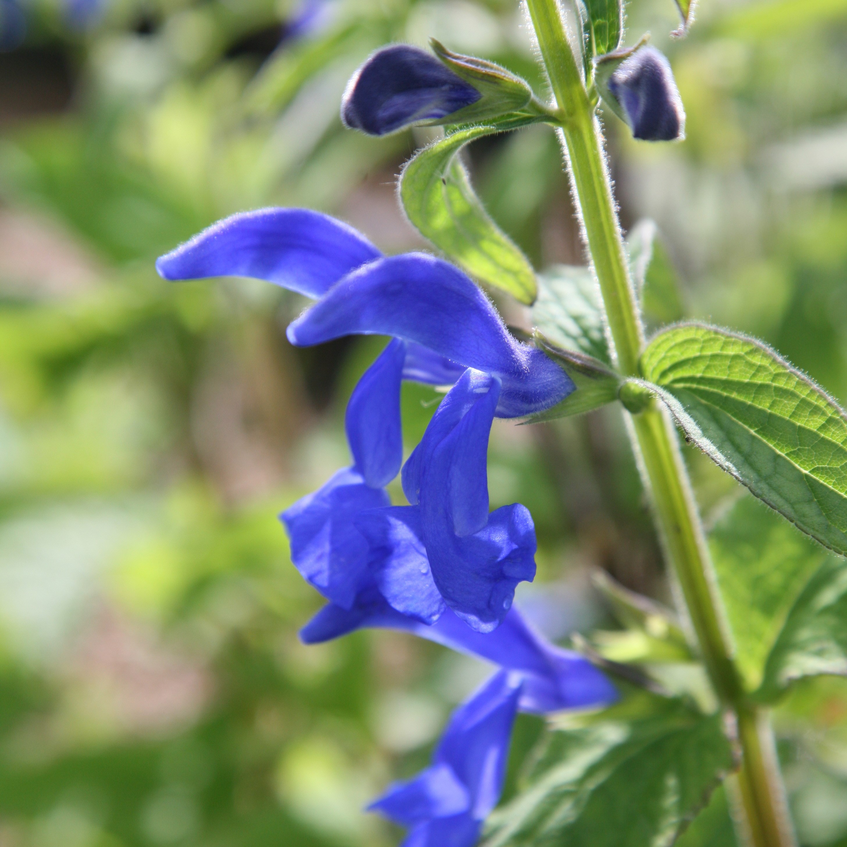 <i>Salvia patens</i> 