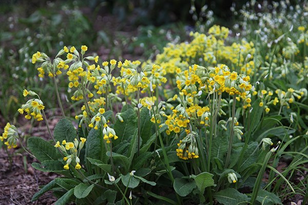 <i>Primula veris</i> 