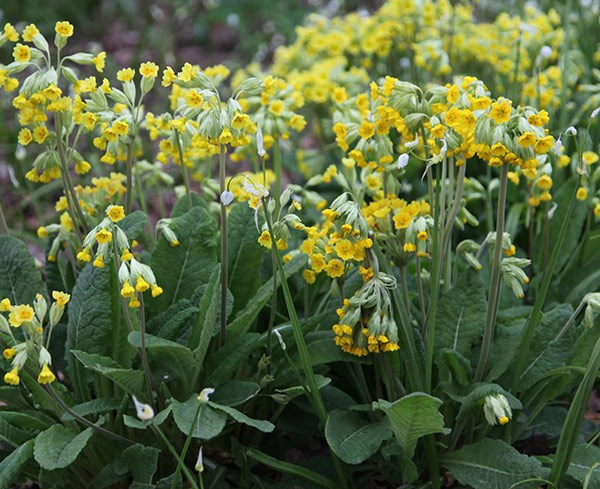 <i>Primula veris</i> 