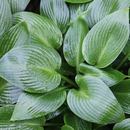 <i>Hosta</i> 'Devon Green'