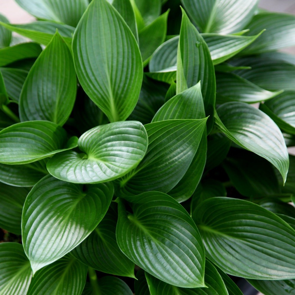 <i>Hosta</i> 'Devon Green'