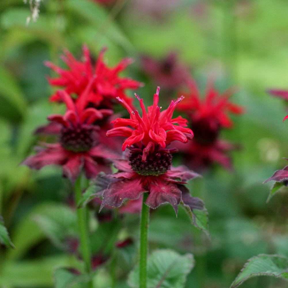 <i>Monarda</i> 'Fireball' (PBR)