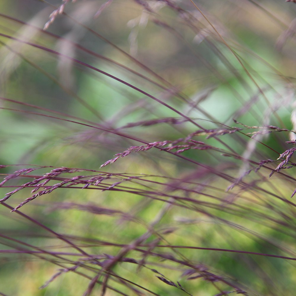 <i>Festuca amethystina</i> 