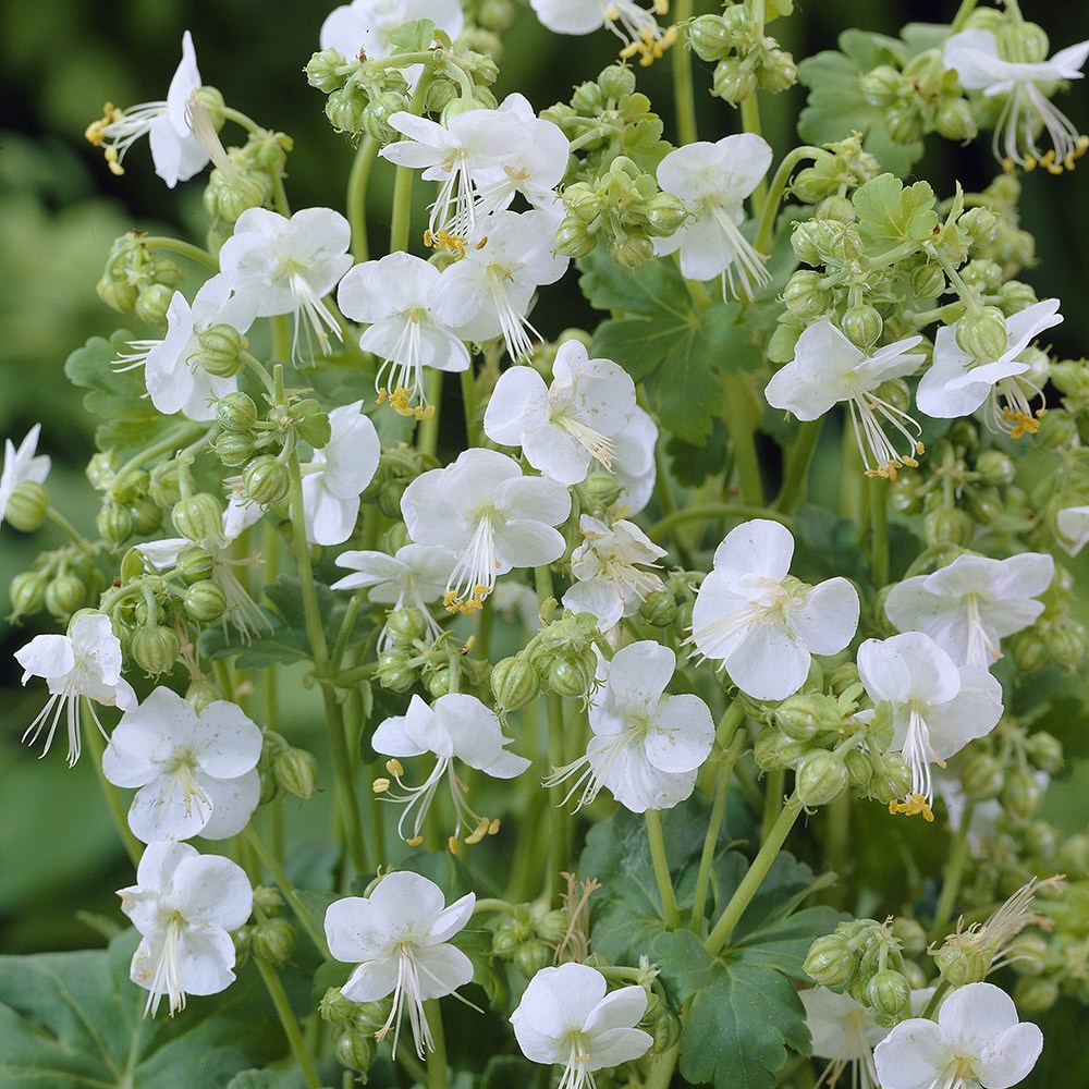 <i>Geranium macrorrhizum</i> 'White-Ness'