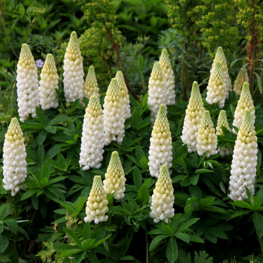 <I>Lupinus</i> 'Noble Maiden' (Band of Nobles Series)
