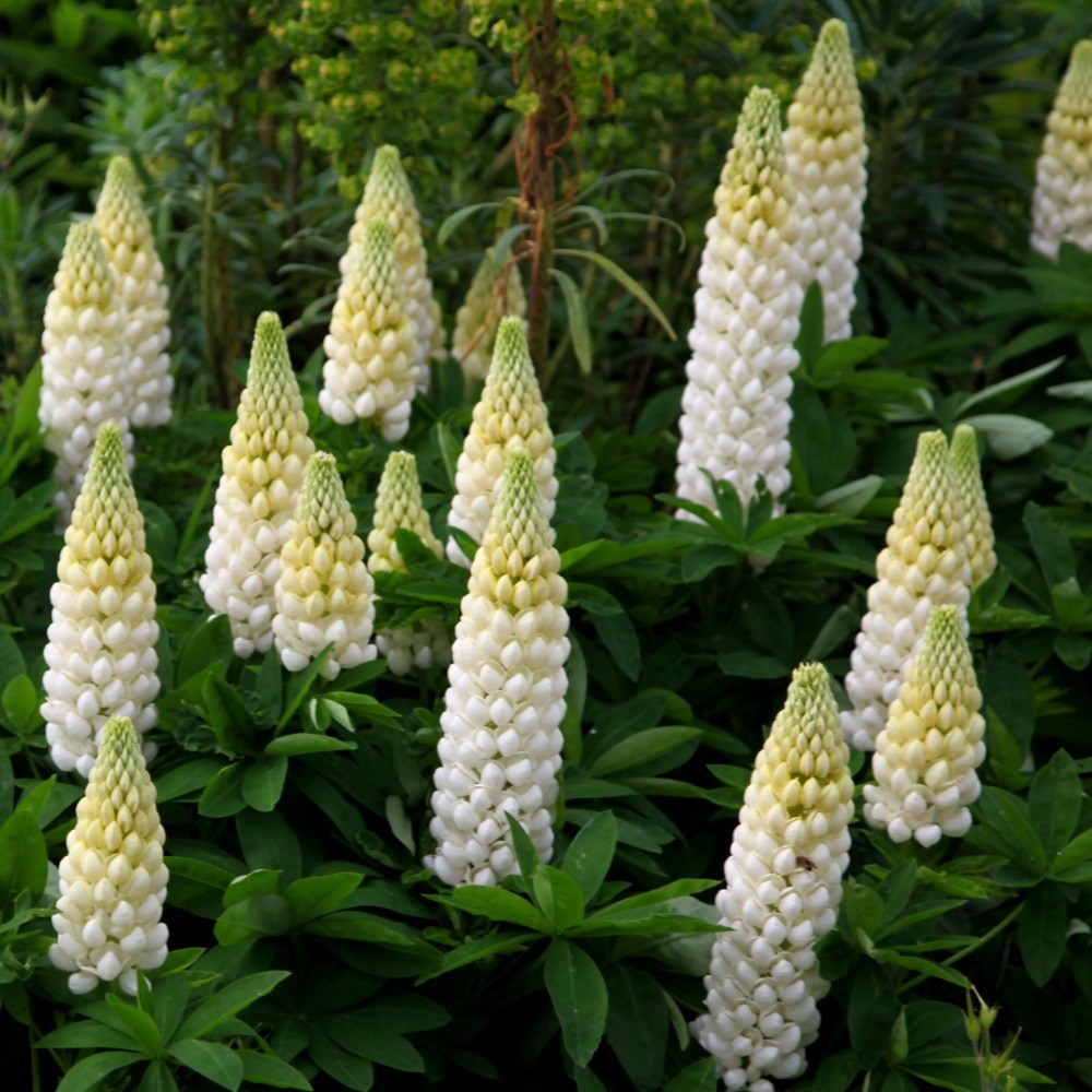 <I>Lupinus</i> 'Noble Maiden' (Band of Nobles Series)