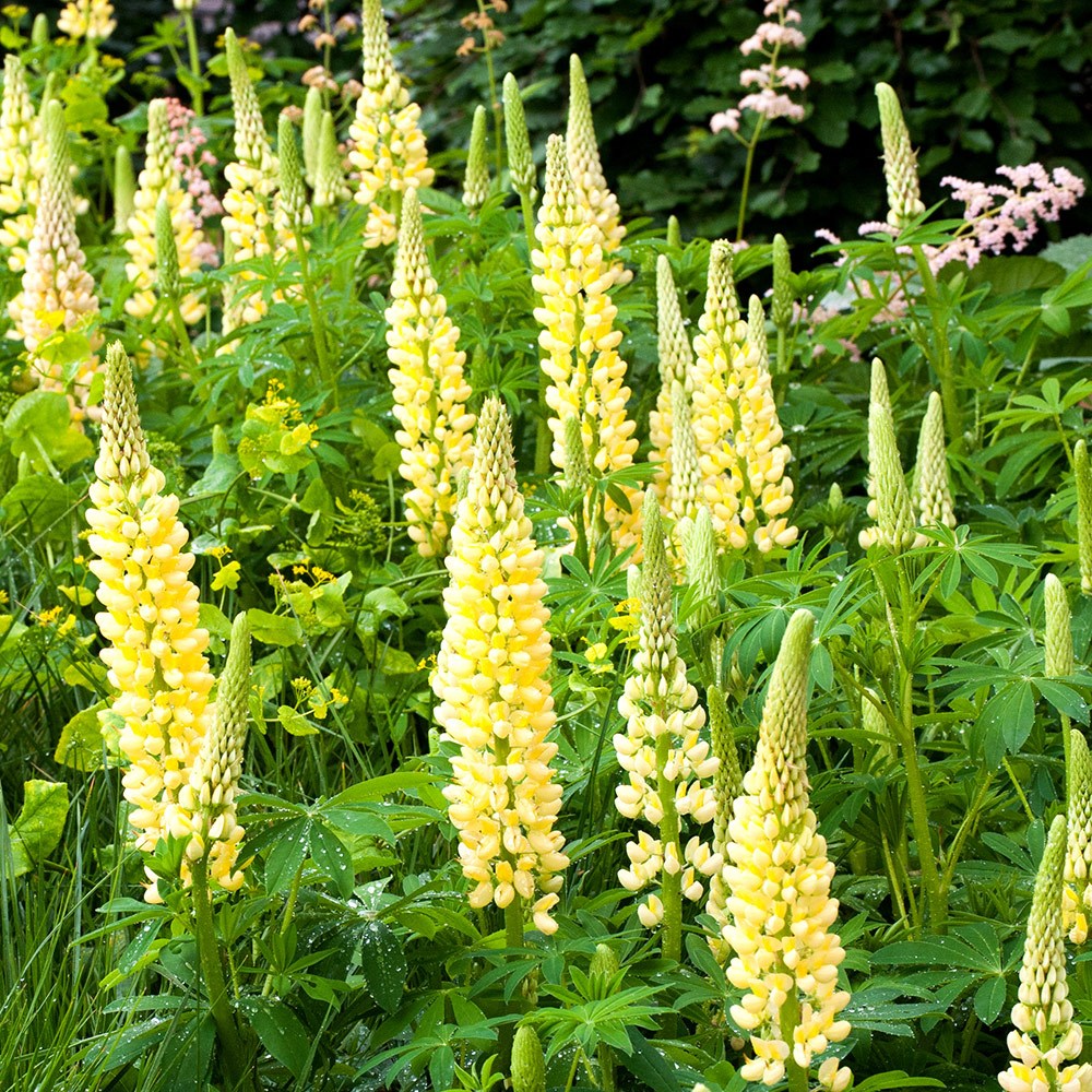 <I>Lupinus</i> 'Chandelier' (Band of Nobles Series)