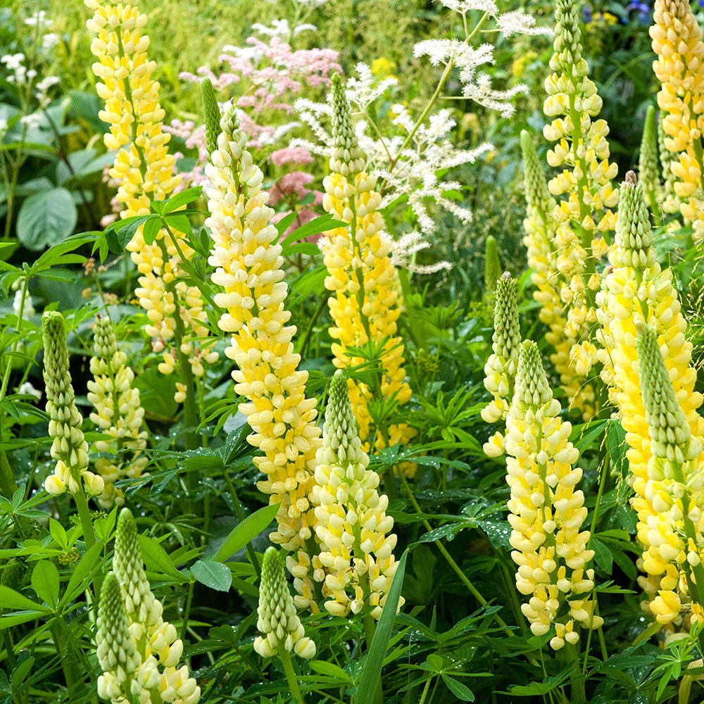 <I>Lupinus</i> 'Chandelier' (Band of Nobles Series)