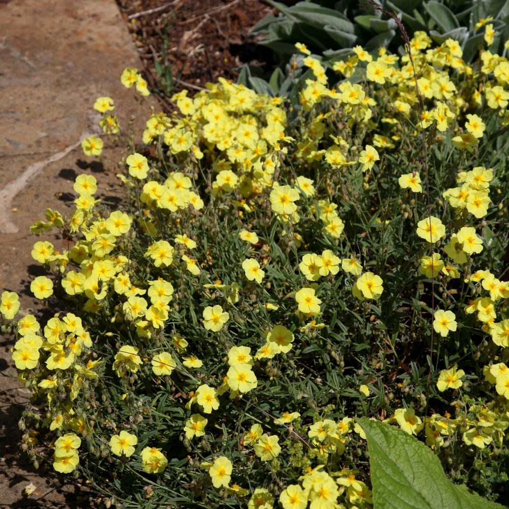<i>Helianthemum</i> 'Wisley Primrose'