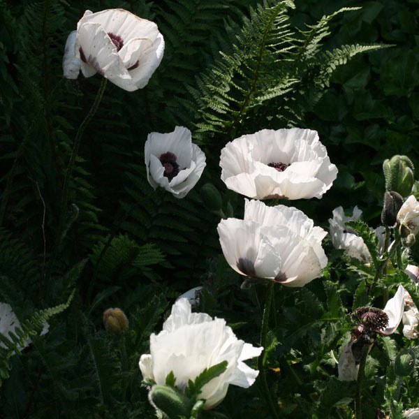 <i>Papaver</i> (Oriental Group) 'Royal Wedding'