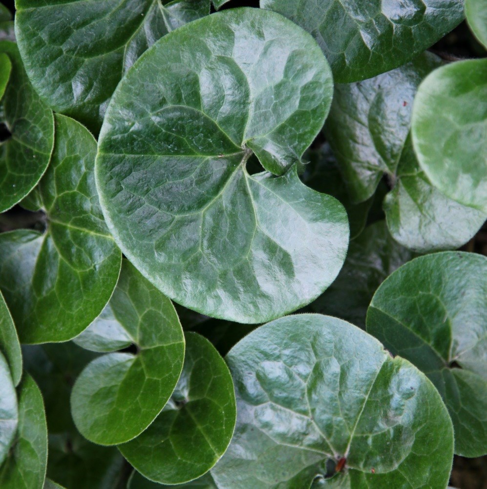 <i>Asarum europaeum</i> 