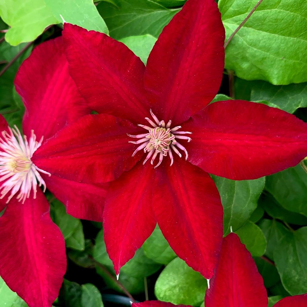 <i>Clematis</i> <b class=small-caps>Rebecca</b> ('Evipo016') (PBR) (Boulevard Series)