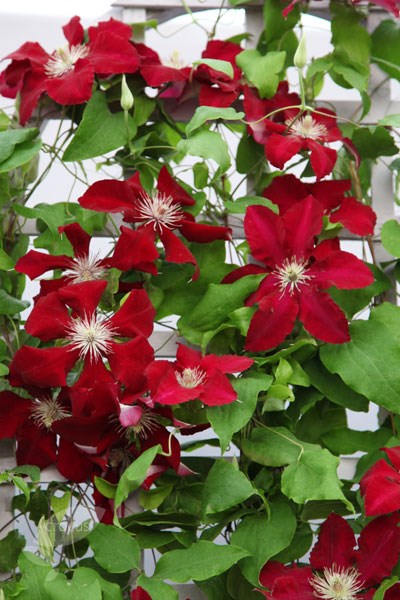 <i>Clematis</i> <b class=small-caps>Rebecca</b> ('Evipo016') (PBR) (Boulevard Series)