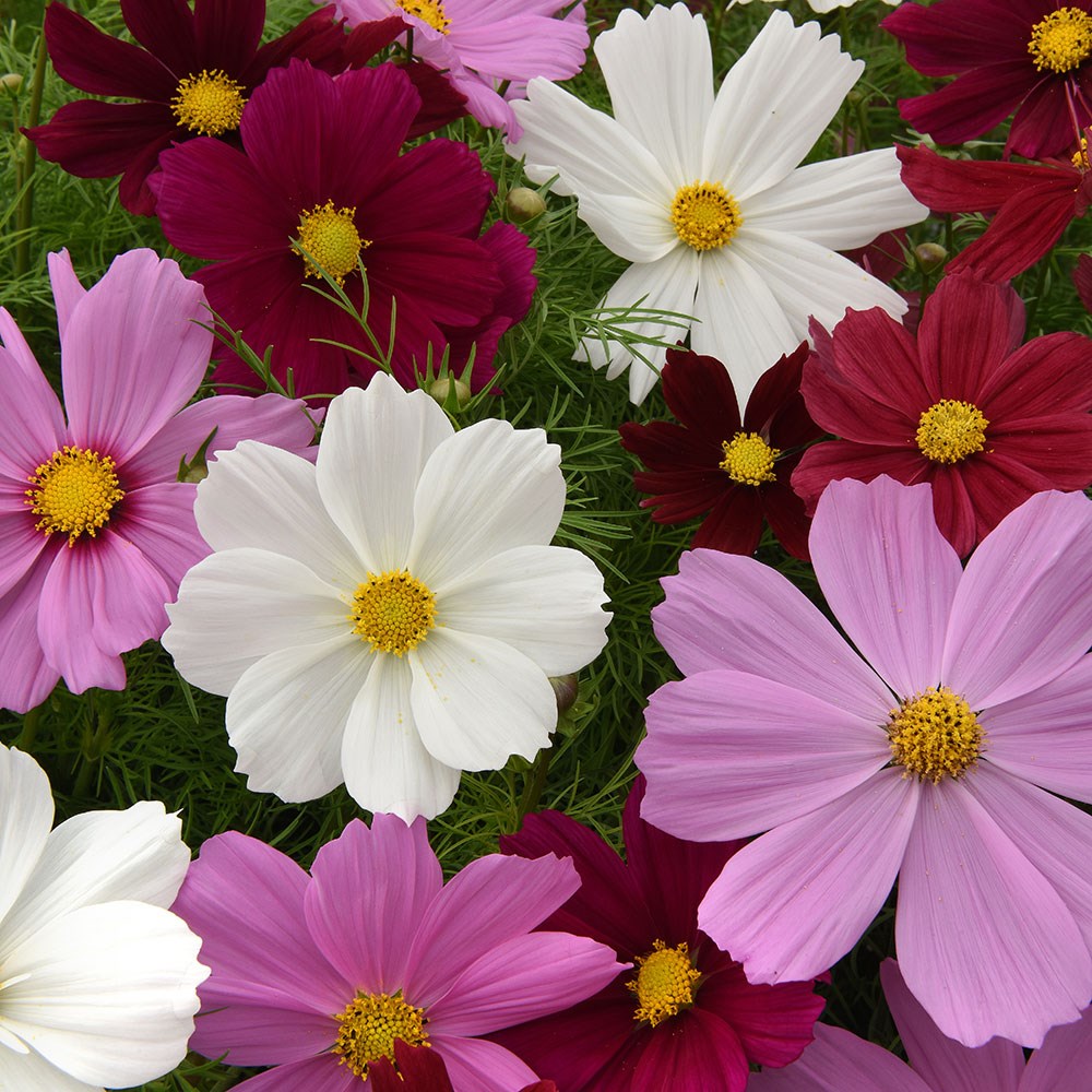 <i>Cosmos bipinnatus</i> 'Sonata Hot Pink Mixed'