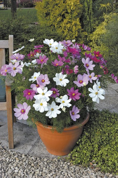<i>Cosmos bipinnatus</i> 'Sonata Hot Pink Mixed'