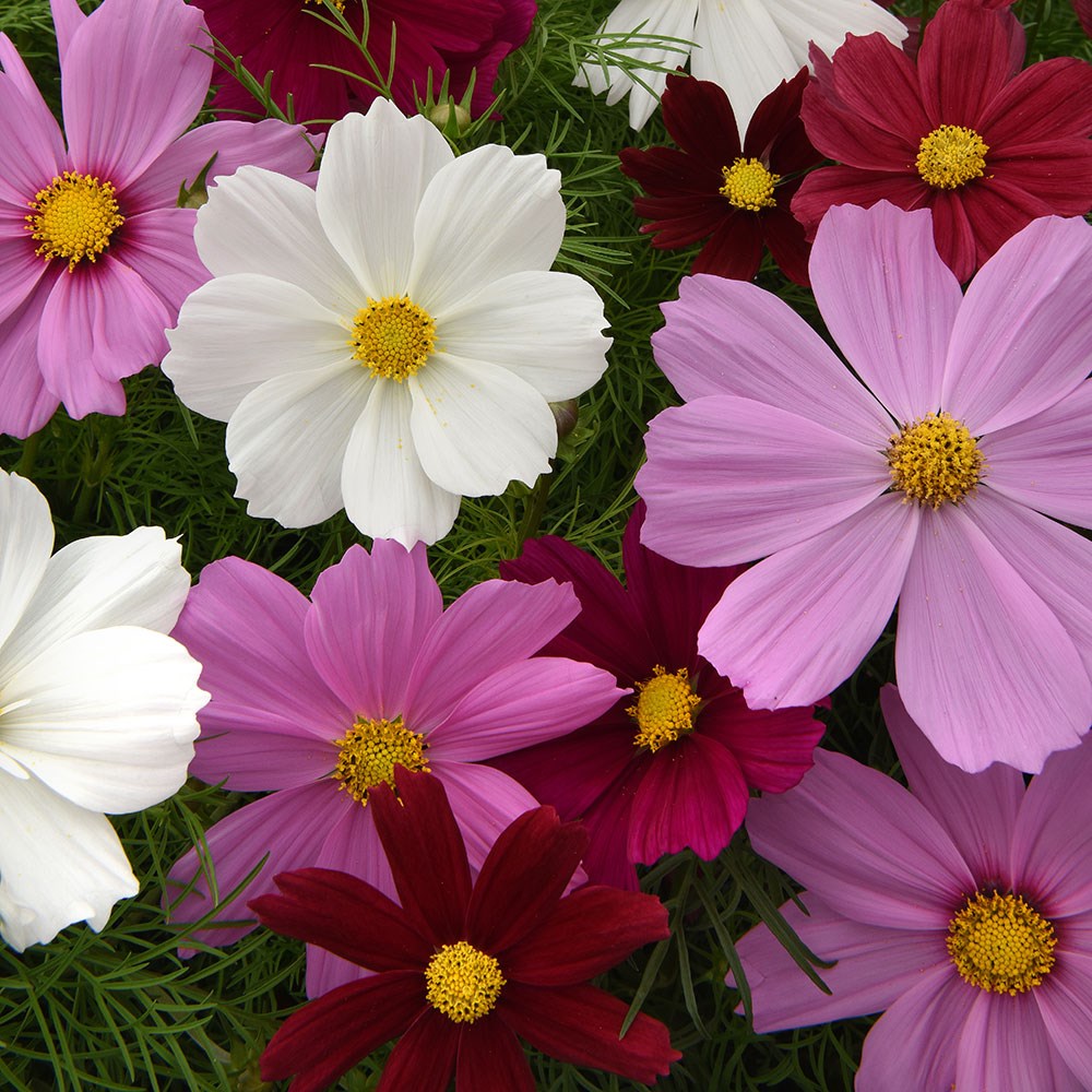 <i>Cosmos bipinnatus</i> 'Sonata Hot Pink Mixed'