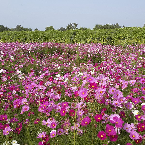 <i>Cosmos bipinnatus</i> 'Sonata Hot Pink Mixed'