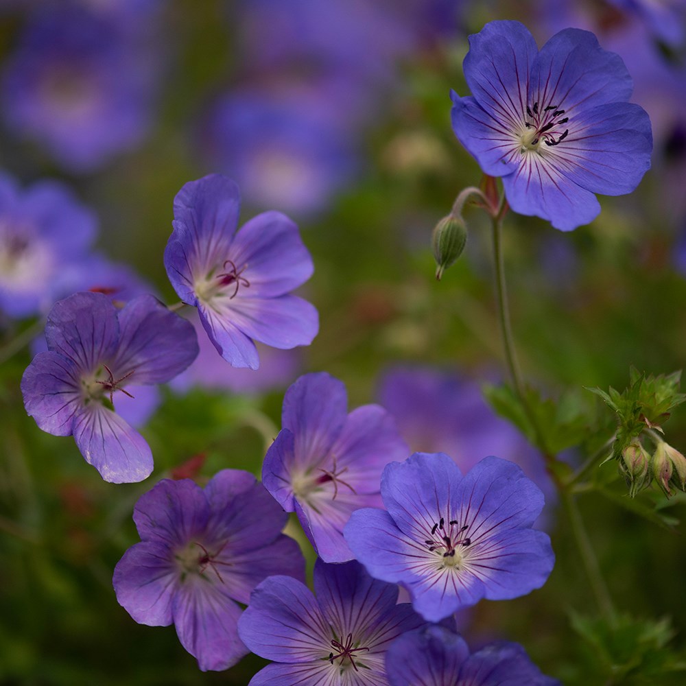 <i>Geranium</i> <b class=small-caps>Rozanne</b> ('Gerwat') (PBR)