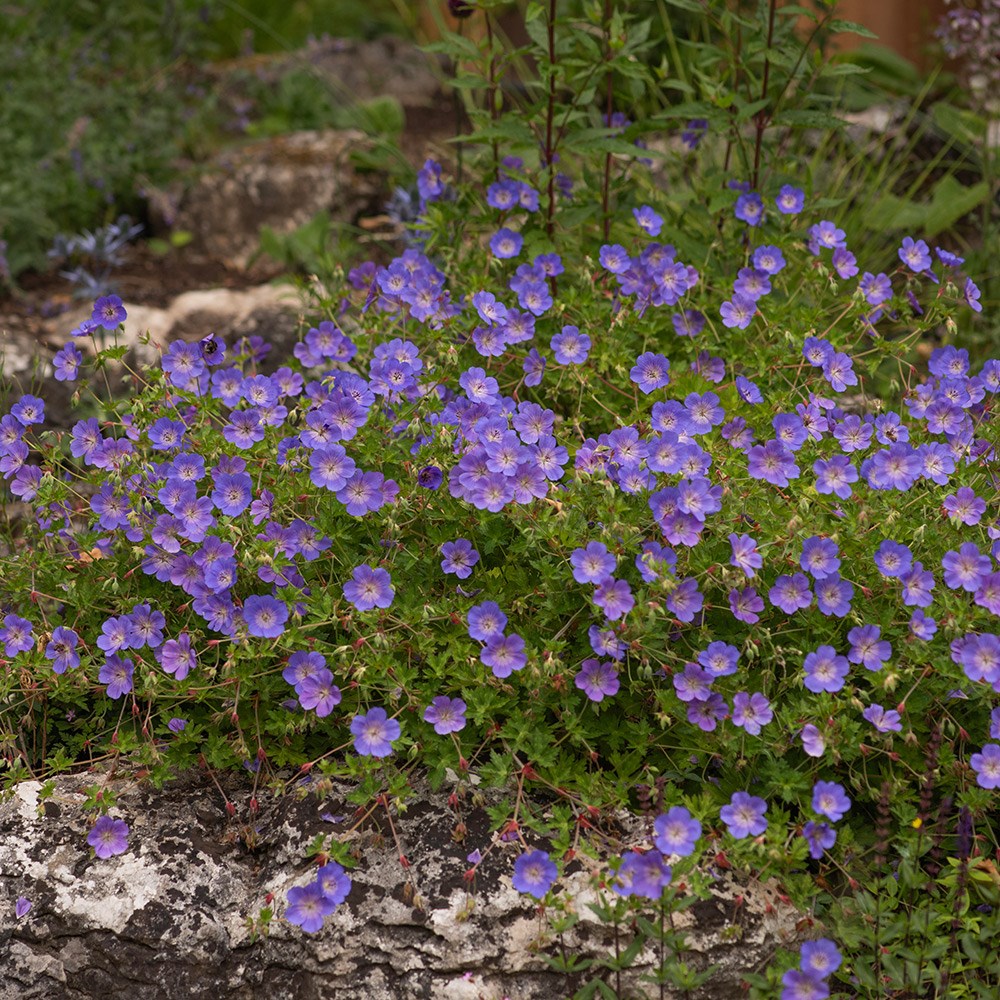 <i>Geranium</i> <b class=small-caps>Rozanne</b> ('Gerwat') (PBR)